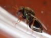 Dinarmus sp.